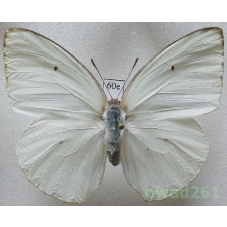 Catopsilia florella (Fabricius, 1775) Spain, Lanzarote60e